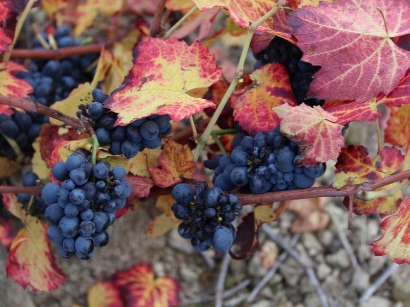赤ワイン　ブドウ