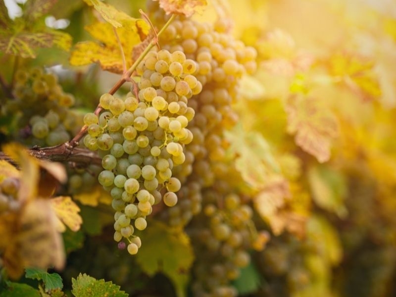 白ワイン　ブドウ